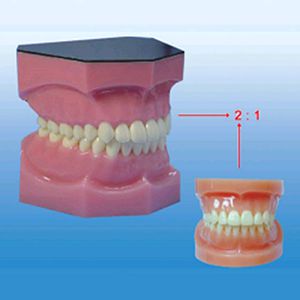 Two times full mouth tooth model